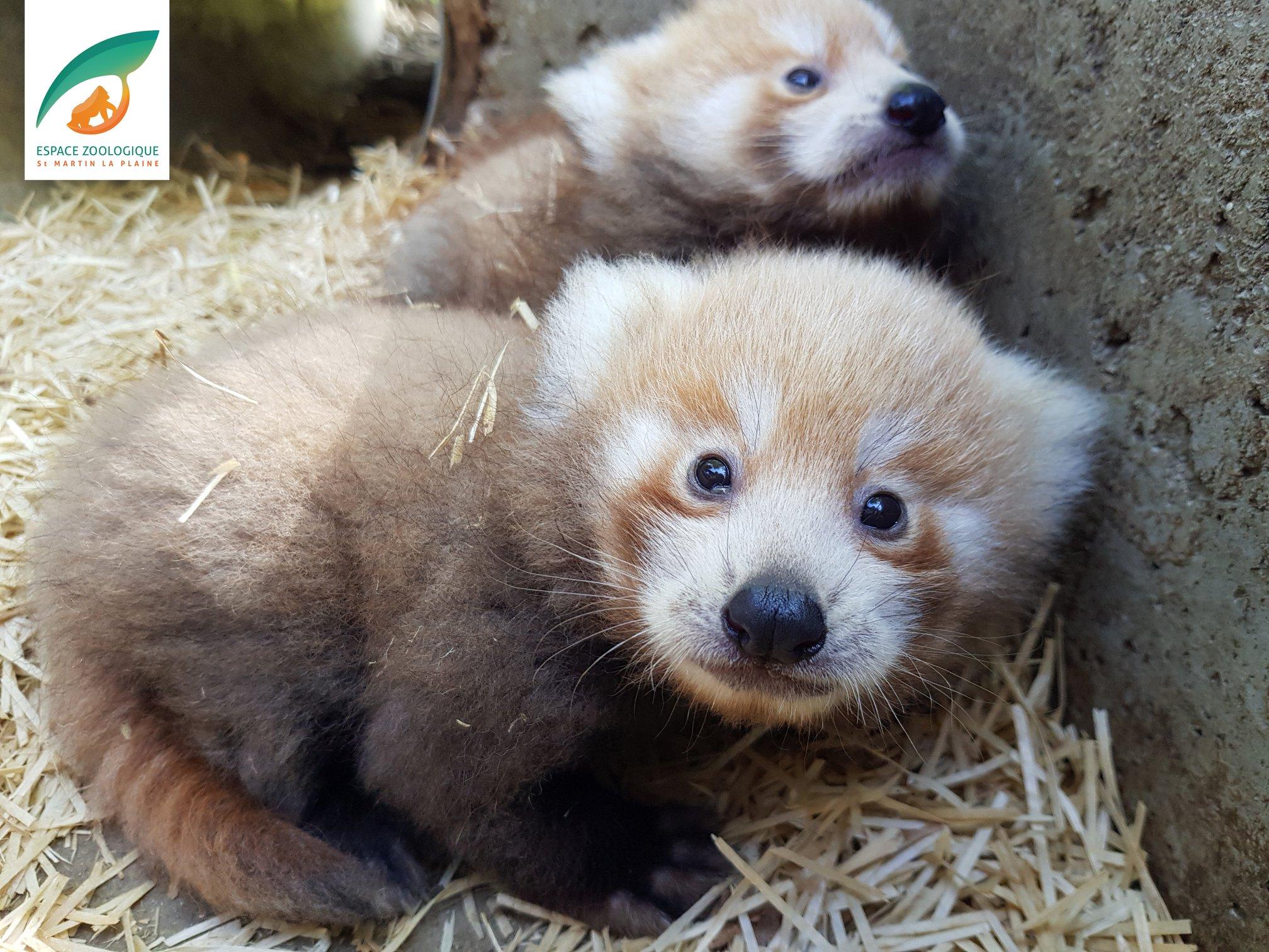Loire Deux Pandas Roux Naissent Au Zoo De Saint Martin La Plaine Radio Scoop Loire Deux Pandas Roux Naissent Au Zoo De Saint Martin La Plaine Radio Scoop