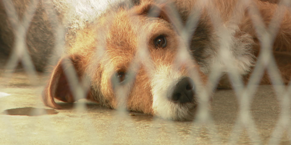 SPA journées d'adoption au refuge de Brignais ce week