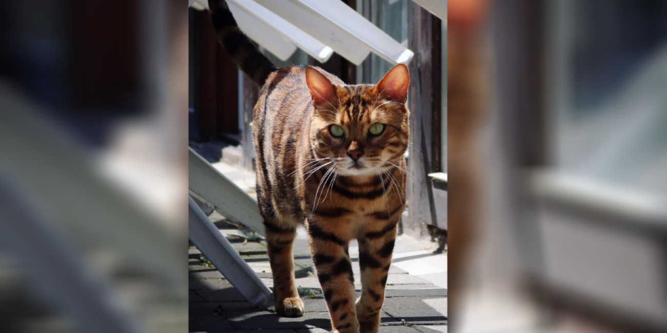 Photos On Vous Presente Thor Le Chat Qui Ressemble A Un Tigre Radio Scoop Photos On Vous Presente Thor Le Chat Qui Ressemble A Un Tigre Radio Scoop