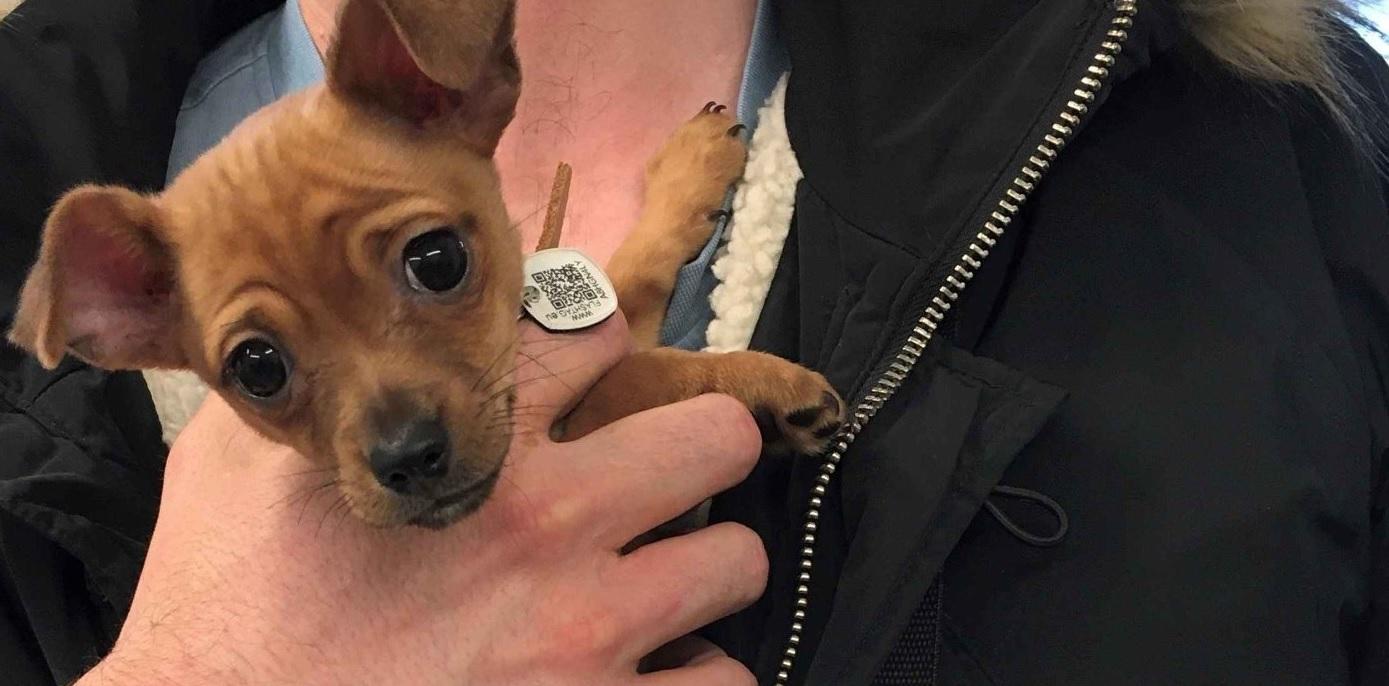 Le chien maltraité dans une vidéo près de Lyon finalement