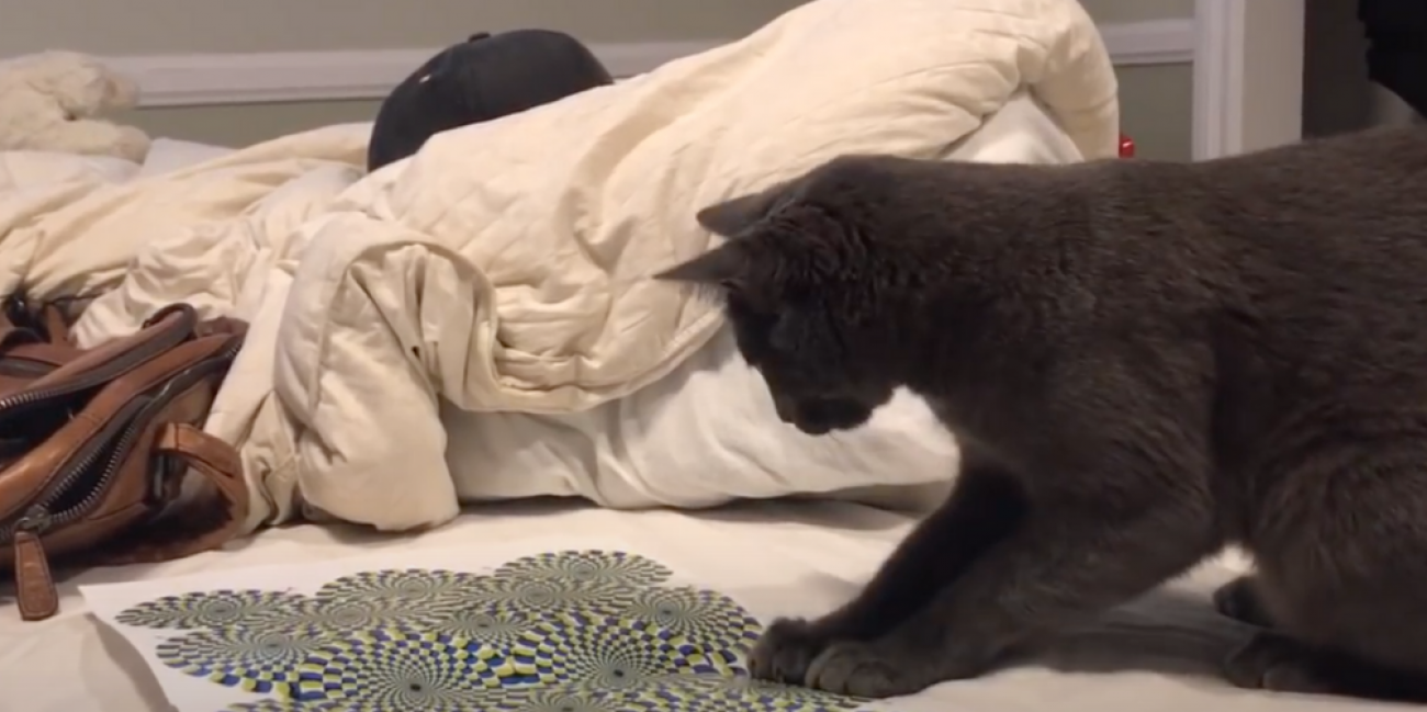 Video Un Chat Devient Fou Face A Une Illusion D Optique Radio Scoop Video Un Chat Devient Fou Face A Une Illusion D Optique Radio Scoop