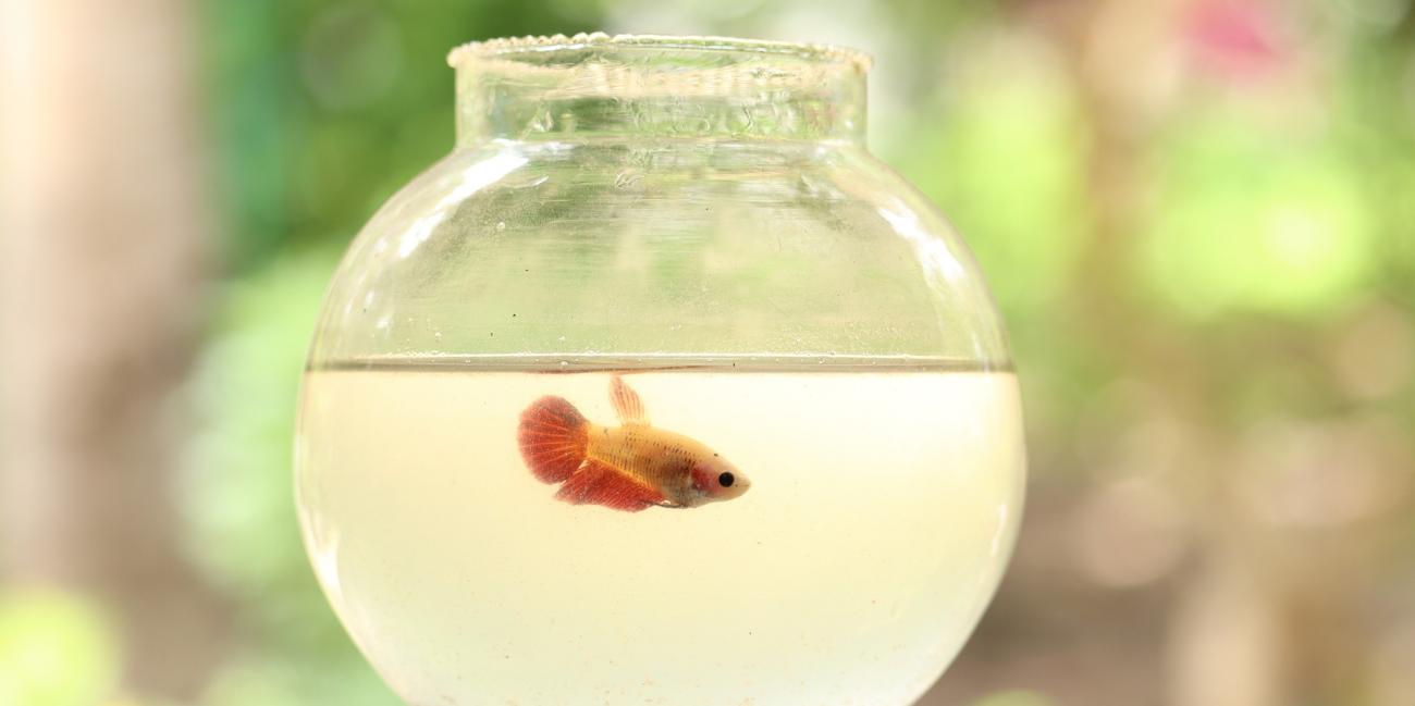 Que faire avec un poisson rouge dans un bocal (aquarium boule) ?
