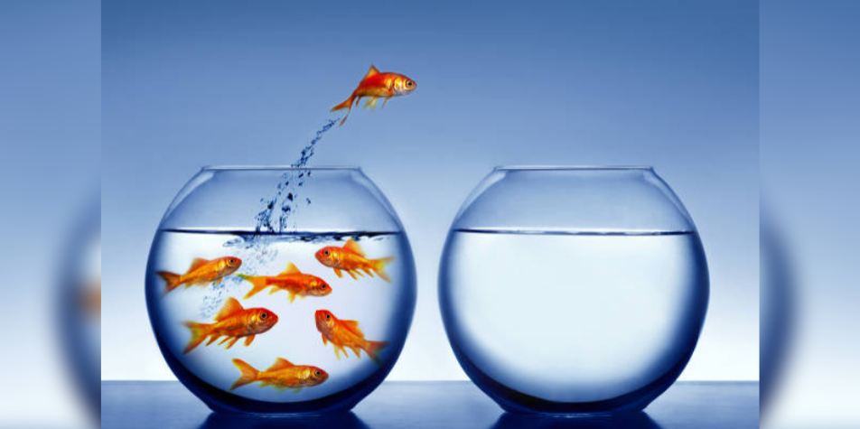 Idée reçue : les poissons rouges ont-ils vraiment une mémoire de 3 ...