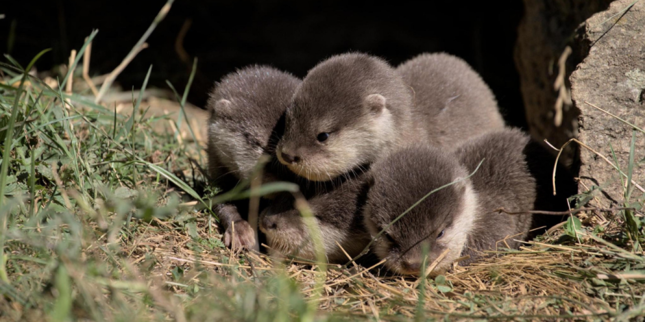 Photos] : Quatre bébés loutres sont nés au Parc Animalier d