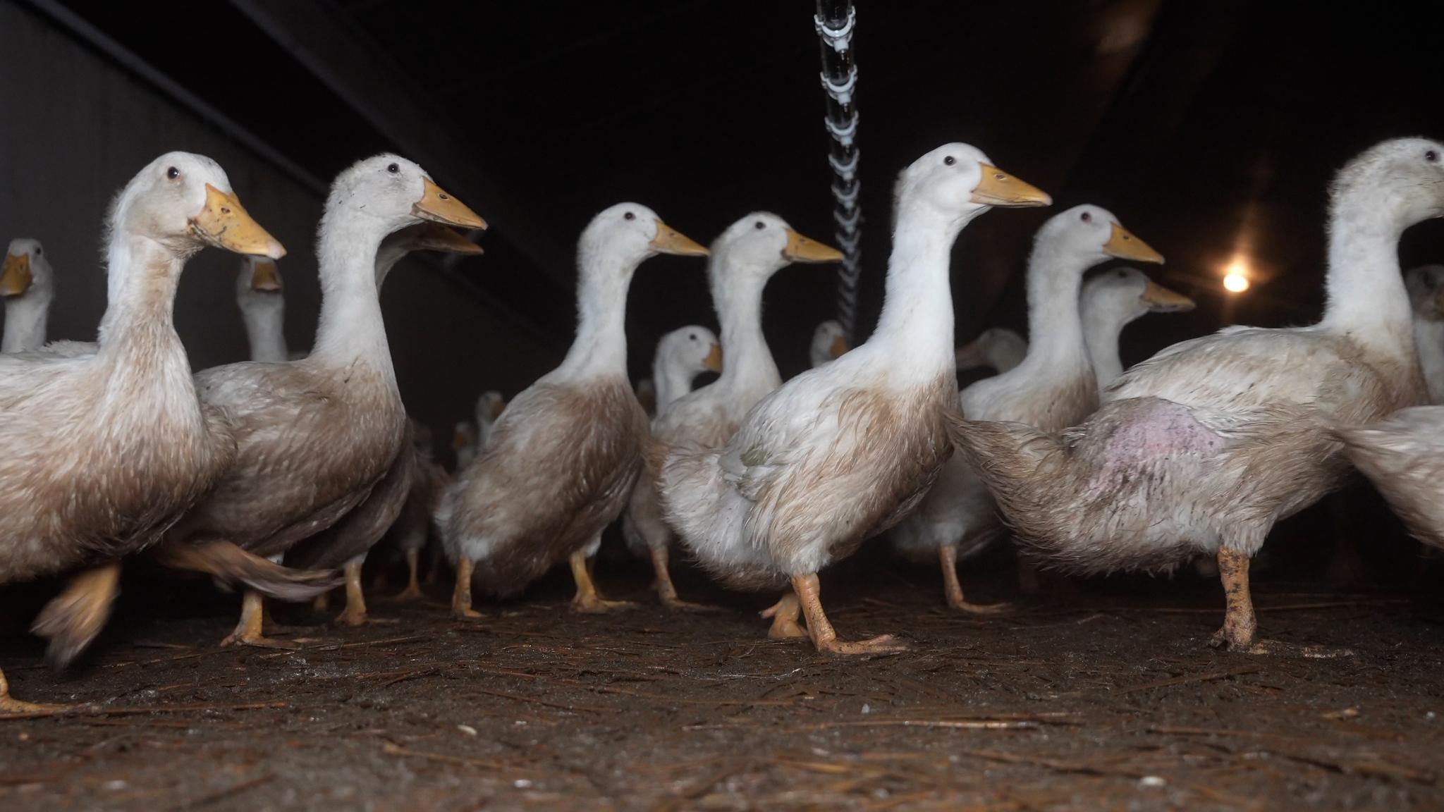 Un élevage de canards épinglé par l'association lyonnaise L214 - Radio ...