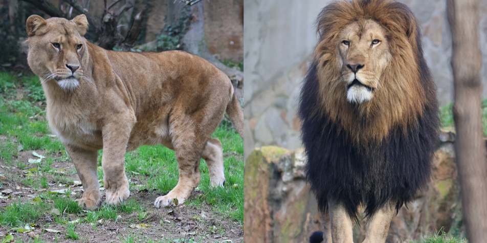 [VIDÉO] Nouvelle vie pour Ysis et Yoda : les deux lions sont en Afrique