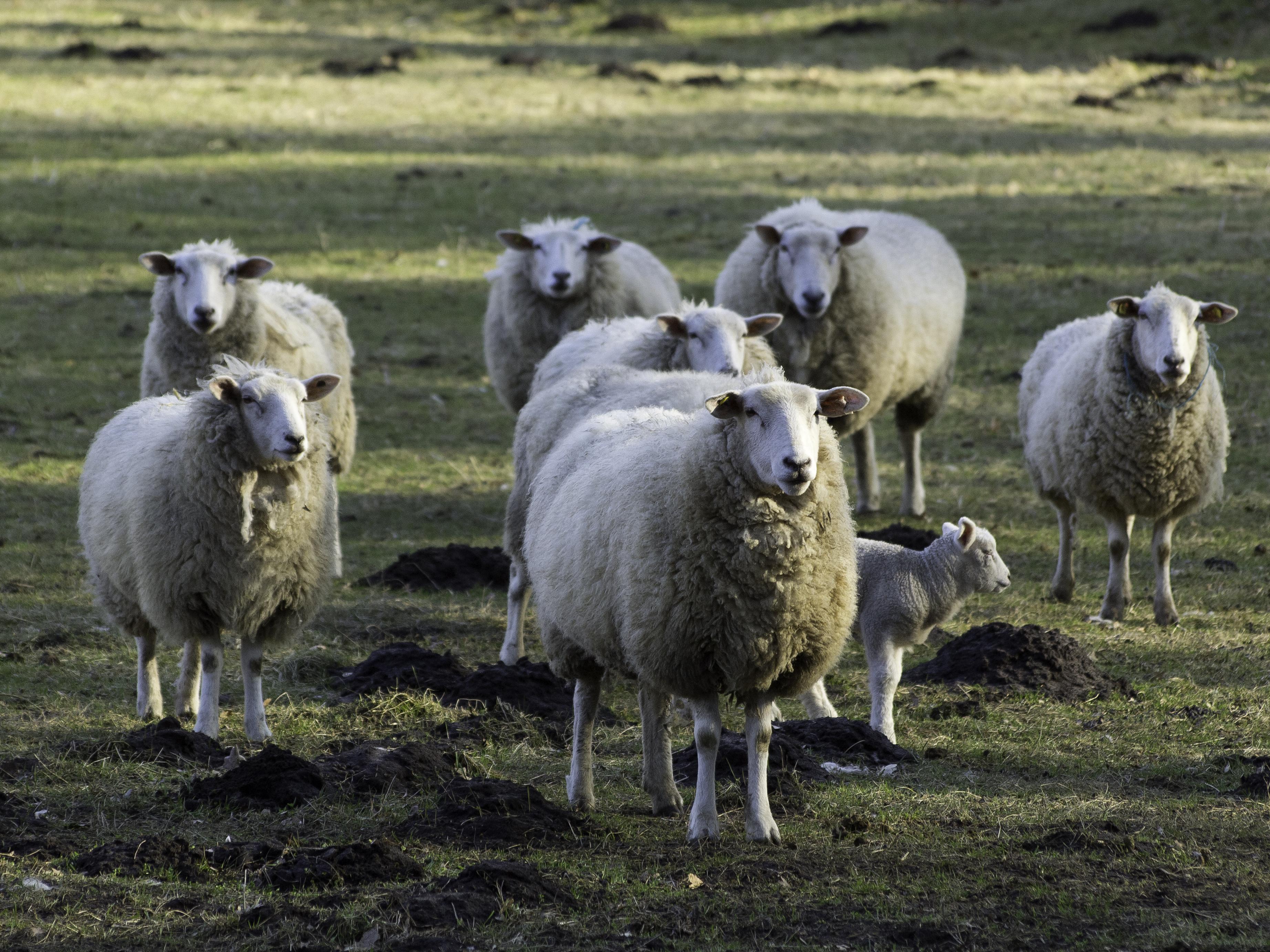 Ain : un troupeau de moutons attaqué, la piste du loup envisagée ...